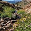 The last wildflowers hanging on in September