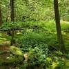 Verdant undergrowth on Hemlock Trail.