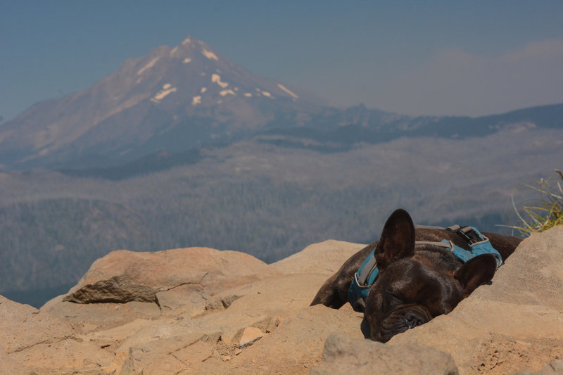 Mount Jefferson slightly obstructed by smoke from the 2020 Lionshead fire and a sleepy dog on top of Marion Mountain.