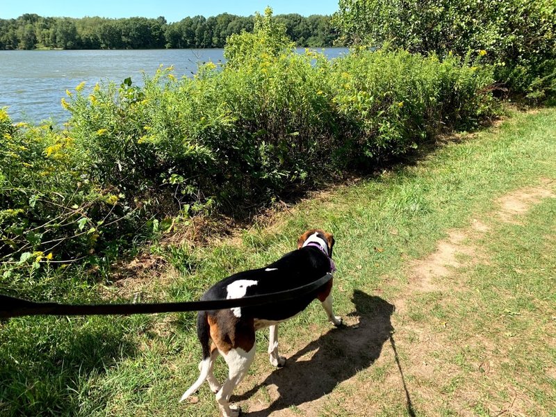 Miss Bessie taking a gander at Worster Lake.