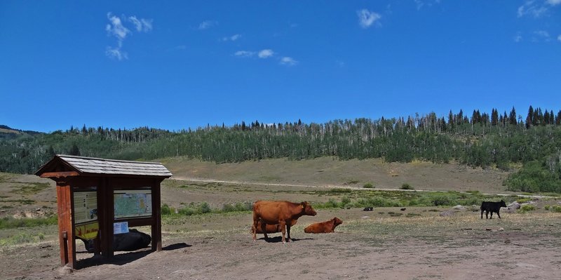 Trailhead of Fourmile Meadow Trail