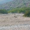 A family of deer as I entered the valley