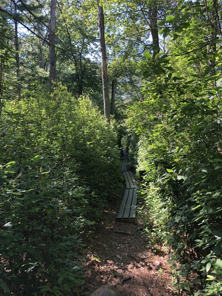 Blue Trail at Fisherville Brook Wildlife Refuge.