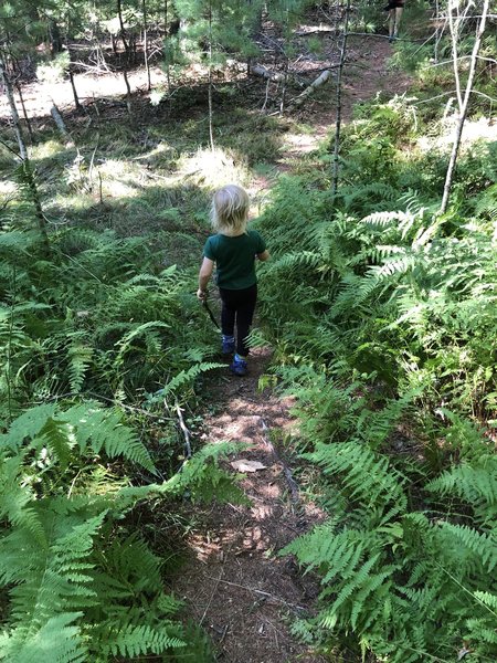 Red Trail at Fisherville Brook Wildlife Refuge.