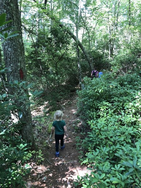 Red Trail at Fisherville Brook Wildlife Refuge.