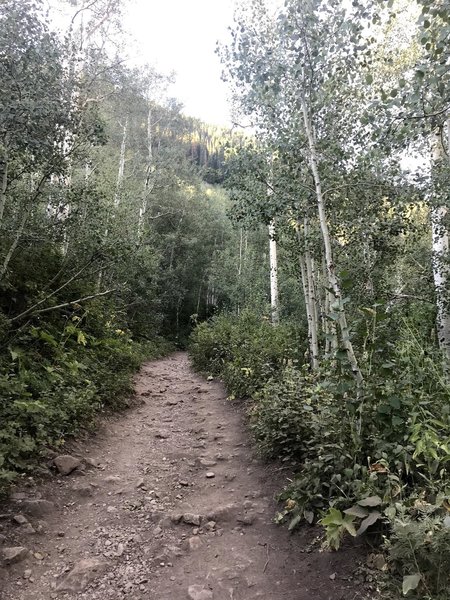 Aspen grove heading up to Gloria Falls.