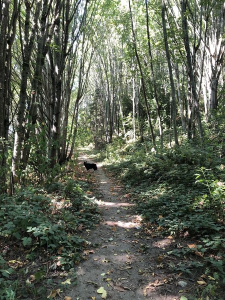 73° and smokey—very windy yesterday and today lots of fallen branches.