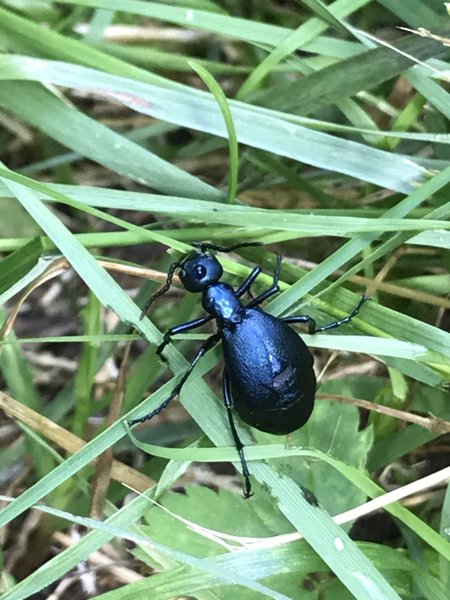 Blister Beetle on blades of grass.