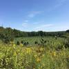 Heritage Farm from Tree Farm Trail.