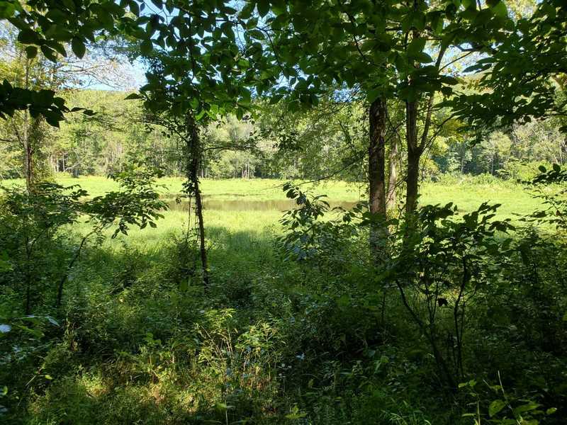 This is the First Creek backcountry campsite #2 (also called Campsite B) off of the First Creek Trail. The lake is really more like a marsh, at least in September.