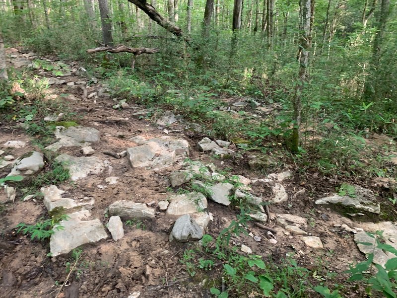 This is on an incline somewhere between mile five and six of the Buffalo Creek-Collie Ridge loop. This trail is either some variation of rocky (pictured), muddy, or sandy.