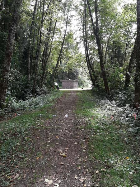 An old road shaded by alders with a short, utility building ahead.