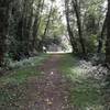 An old road shaded by alders with a short, utility building ahead.