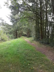 The trail crosses a grassy, easy slope with alders along the other side.