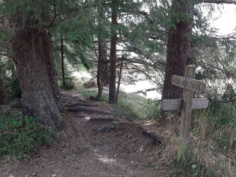 Wooden trail signs point down a shaded, rooty trail under sitka spruce trees.