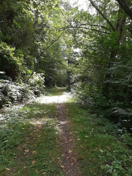 A grassy two-track leads straight down an avenue shaded by alders.