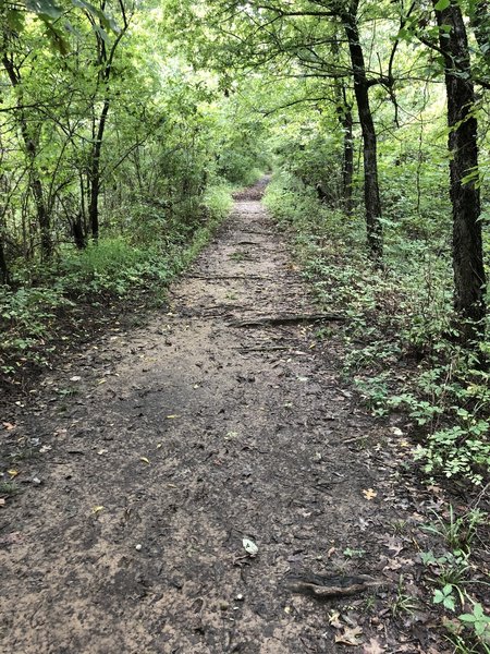 Near the beginning of the Oxbow Lake Trail.