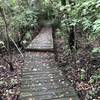 Boardwalk over low area at the beginning of the Sierra Club Trail.