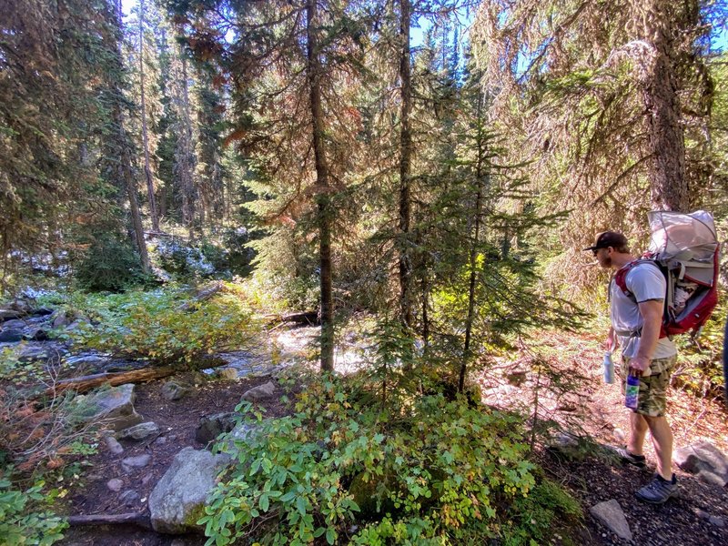 A good look at the healthy forest and trees along the trail.