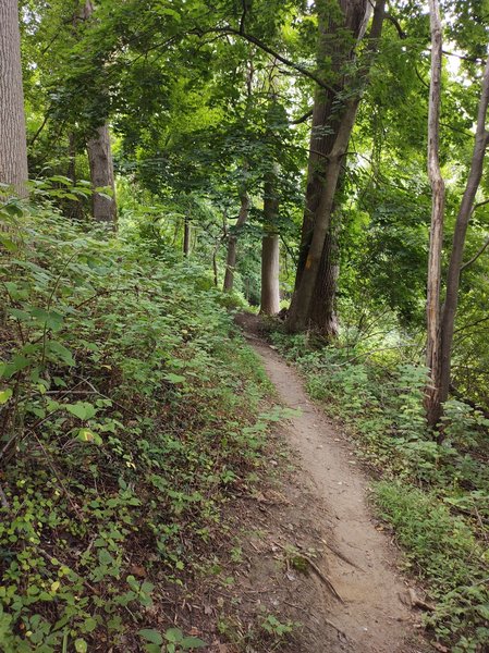 You're in the middle of the suburbs, but you're in the forest!