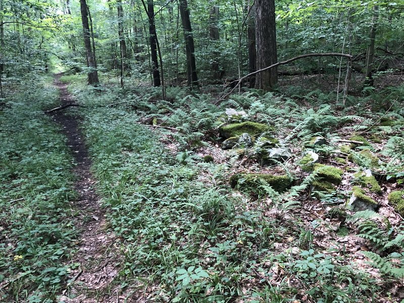 Rocks along trail that appear to have been moved when the tram road was built.