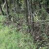 Note evidence of beaver activity adjacent to BJs Pond.  (Stump at far right of photo.)