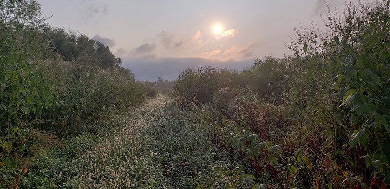 Heavy morning dew on the trail.