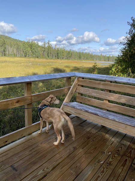 Platform view over Deasey Pond.