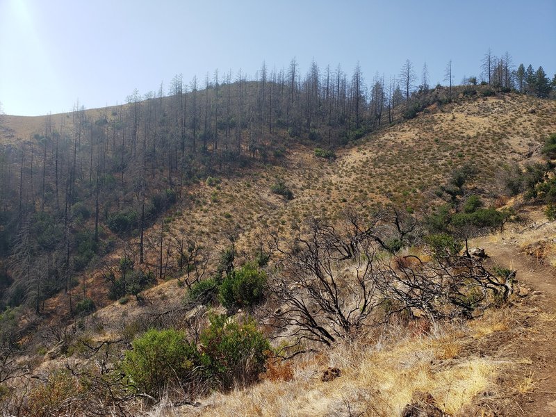 Nuns fire scar in Hood Mt. Park.