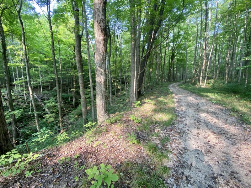 The natural hollows adjacent to Holbrook Hollows' Timber Ridge Trail.