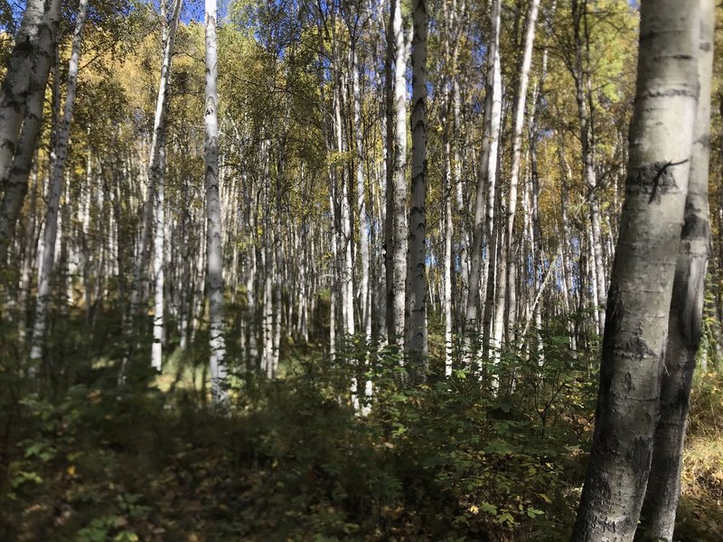 White birch tree forest... everwhere!