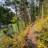 The undergrowth showing fall colors as the trail twists up the hill.