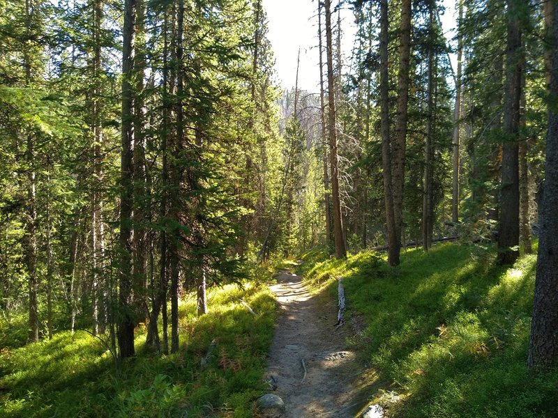 Long Lake Trail descends through the beautiful mixed pine forest.