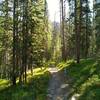 Long Lake Trail descends through the beautiful mixed pine forest.