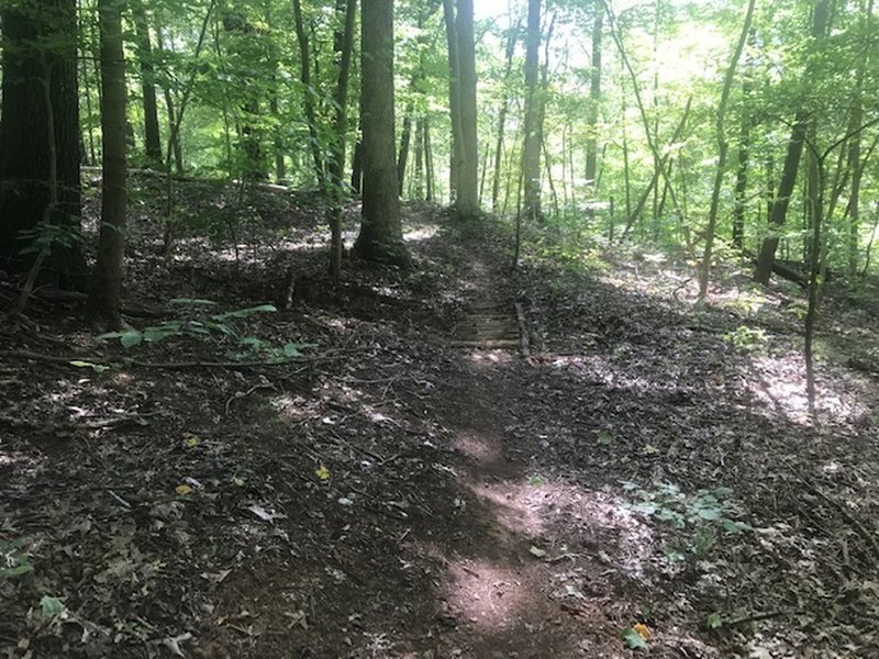 The Trail Committee built this trail as an alternate path between the valley and the ridge through mostly undisturbed habitat.