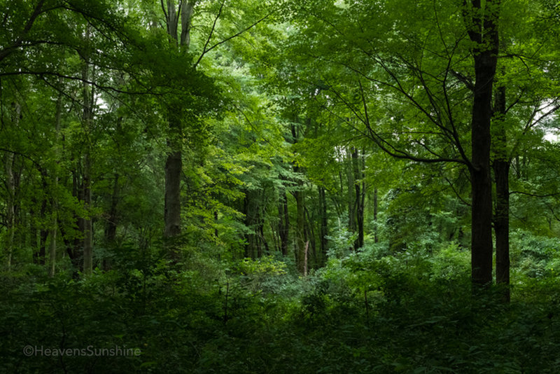 Glenwood Dunes - Indiana Dunes National Park. Beautiful shades of green that will soon be changing to fall colors.