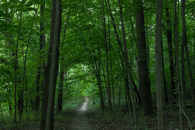 Indiana Dunes National Park - Inland Trail at Pinhook Bog