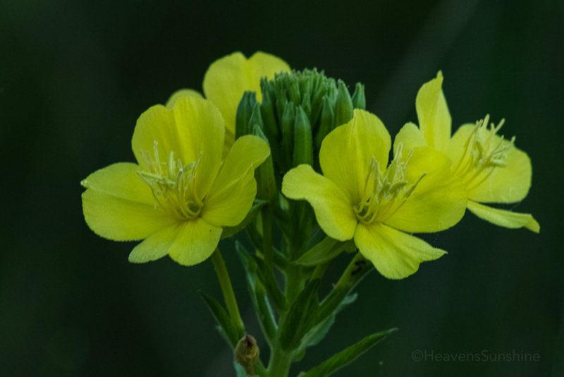 Wildflowers along the Great Marsh Trail - Indiana Dunes National Park.