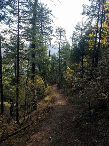 Singletrack trail lined with Aspens and Pines Mount Ester #754.