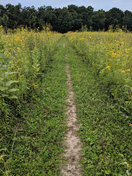 Beautiful late summer wildflowers on one of the prairie sections