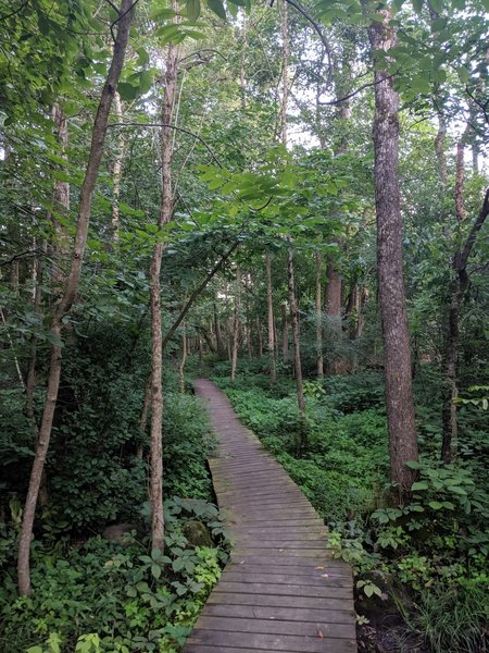 One of the many boardwalks on the trail-these get very slippery when wet!