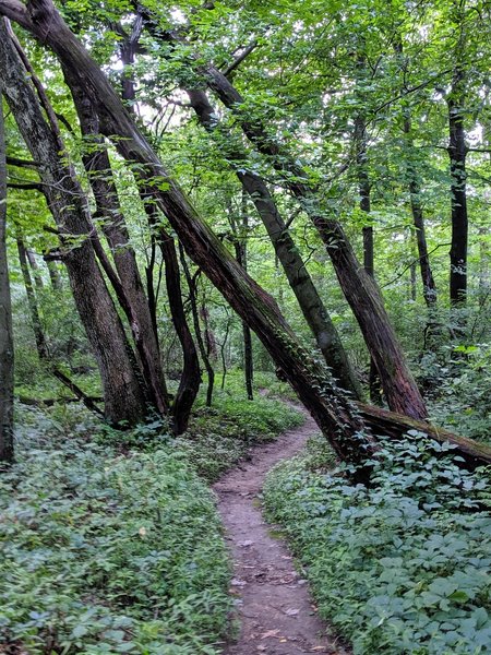 Winding through the woods