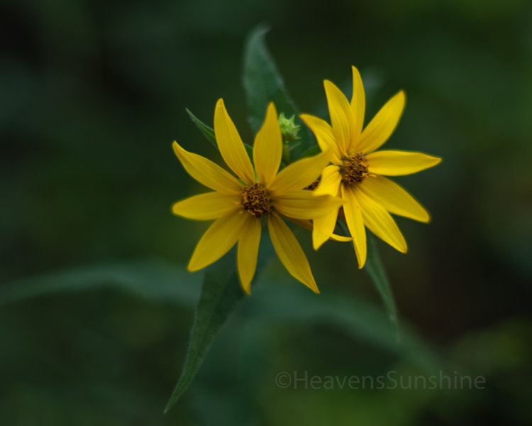 Wildflower on the Dune Ridge Trail - Indiana Dunes National Park