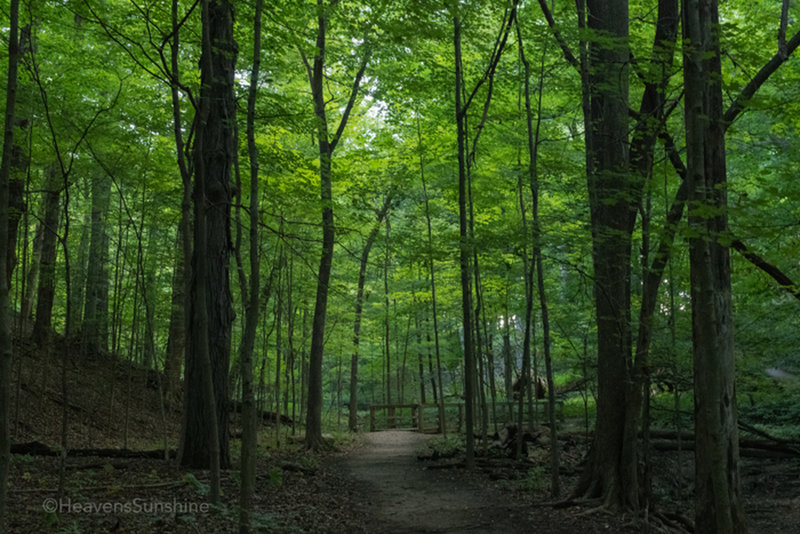 Morning Light Along the Path