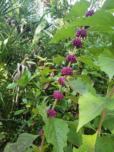 Beautyberry