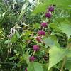 Beautyberry