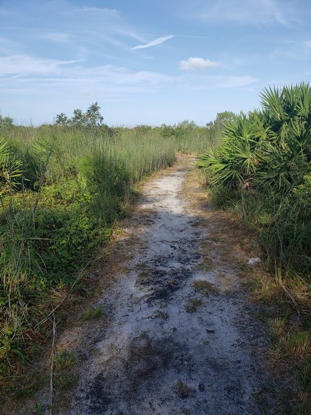 An area of open wind swept scrub, sumac and saw palmetto