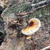 Fungi abounds