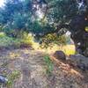 Ancient Live Oak shades the trail