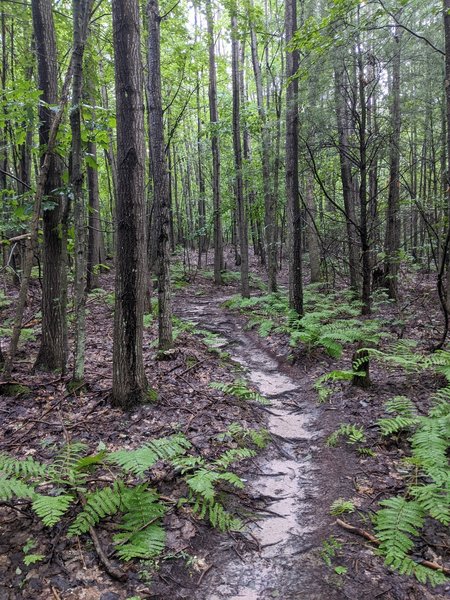 Winding through some thick woods